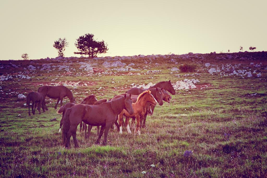 Farm Peternelj * Ilirska Bistrica