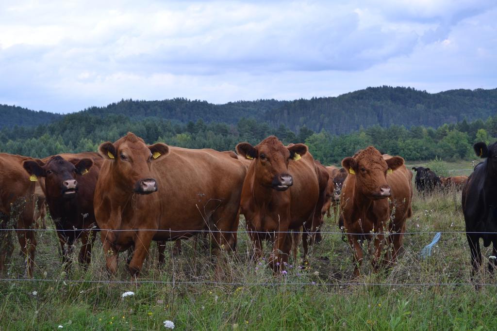 Farm Peternelj Bauernhof Ilirska Bistrica